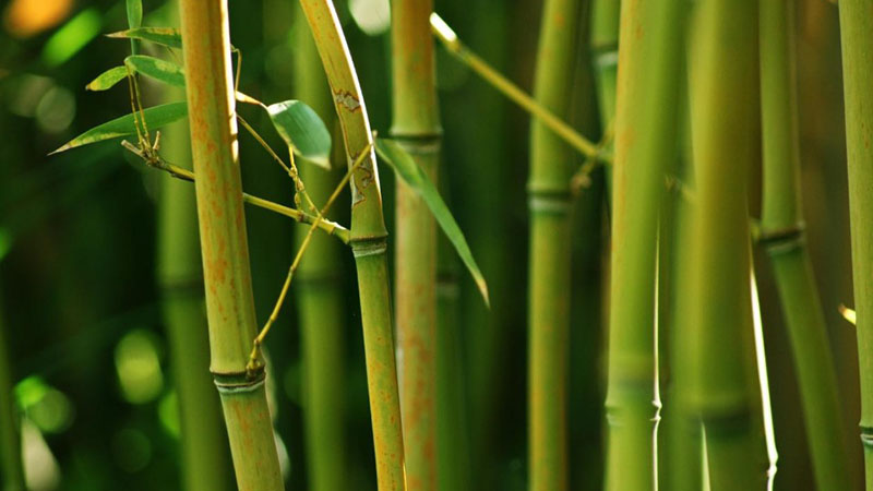 Бамбуковые побеги